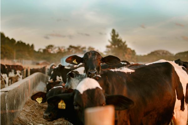 Animal Husbandry & Fisheries Development Training Centre